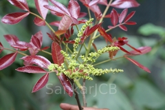 Schleichera oleosa
